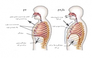 دستگاه تنفس